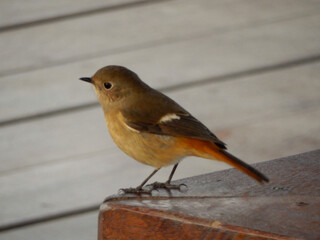 A Daurian Redstart (Phoenicurus auroreus) stands on a ledge in a park in Chengdu, China.