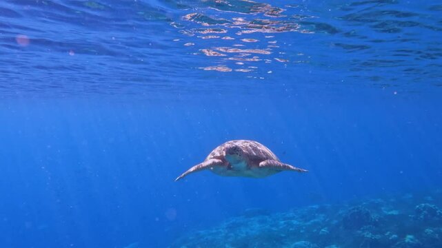 Large male green sea turtle swimming calmly over tropical corals on a Indian Ocean reef