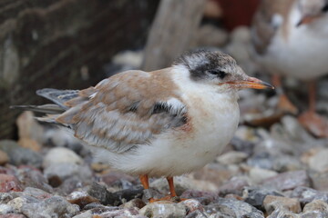 tern