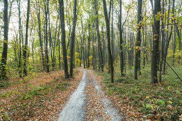 dirt road through autumn forest, forest landscape with yellowed leaves at sunset