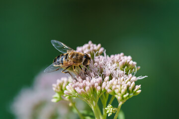 A CloseUp of a Beautiful Bee Actively Pollinating a Colorful Flower in Natures Splendor