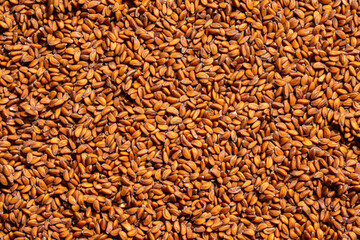 Seeds of garden cress (Lepidium sativum)