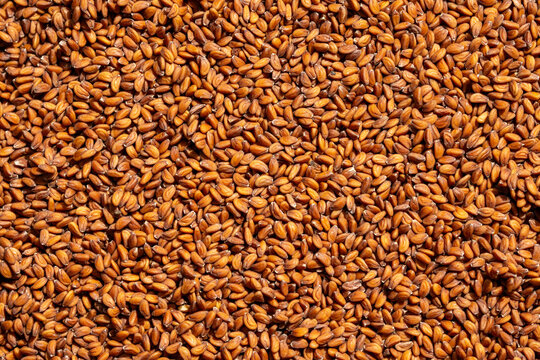 Seeds of garden cress (Lepidium sativum)