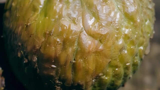 Ripe green chayote squash hangs from a vine in the sun, bursting with nutrients and perfect for healthy eating