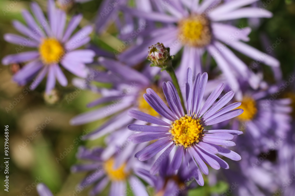 Wall mural Purple aster flowers in the garden. Close up. Selective focus.