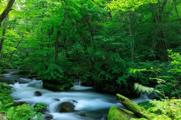 青森県　奥入瀬渓流　8月