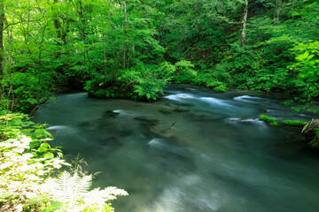 青森県　奥入瀬渓流　8月