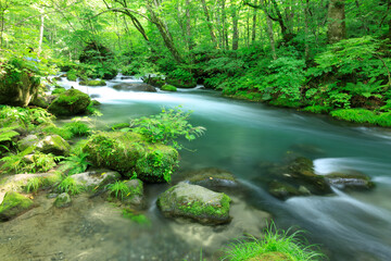 Obraz premium 青森県 奥入瀬渓流 8月