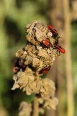 A group of firebugs mating on a dry plant in the garden.	