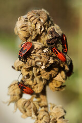 A group of firebugs mating on a dry plant in the garden.