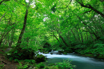 青森県　奥入瀬渓流　8月