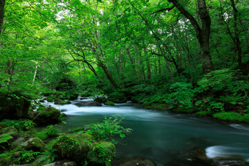 青森県　奥入瀬渓流　8月