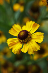 Helenium autumnale, common sneezeweed flowers in the summer garden	