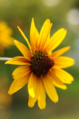 a single Heliopsis helianthoides 'BURNING HEARTS' rough oxeye, false sunflower	