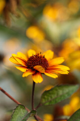 a single Heliopsis helianthoides 'BURNING HEARTS' rough oxeye, false sunflower	