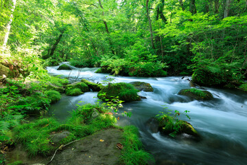 Obraz premium 青森県 奥入瀬渓流 8月