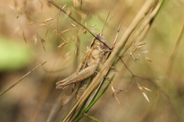 Grasshopper on a branch of grass in the nature.	