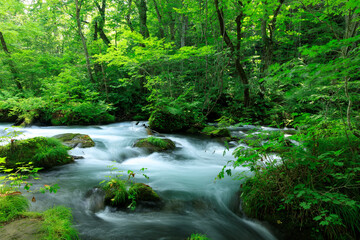 Obraz premium 青森県 奥入瀬渓流 8月