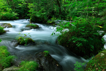 青森県　奥入瀬渓流　8月