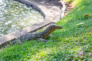 A monitor lizard has emerged from a pond and is crawling on the grass in a park. Animals of tropical Asia.