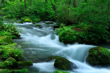 青森県　奥入瀬渓流　8月