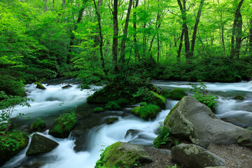 青森県　奥入瀬渓流　8月