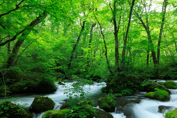 青森県　奥入瀬渓流　8月