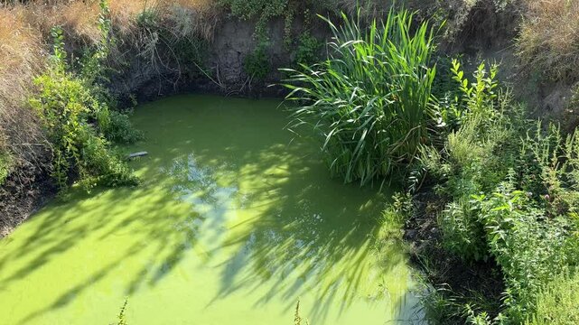 Marsh with green blooming algae on surface