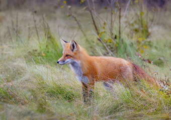 A young red fox with a beautiful tail walking through a grassy meadow in autumn.