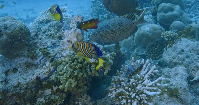  Regal angelfish and honeycomb rabbitfish feeding.
