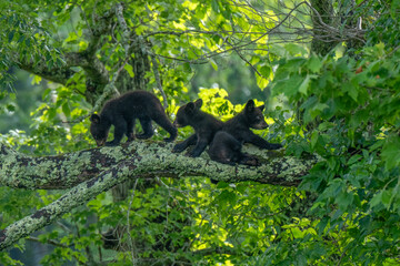 Three bear cubs are seen exploring and playing on a large tree branch covered in moss in a forest with vibrant green foliage.