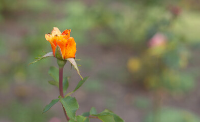 flower in the garden, roses are beautiful with a beautiful sunny day