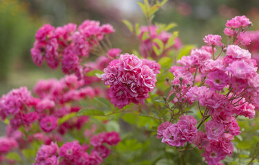 flower in the garden, roses are beautiful with a beautiful sunny day