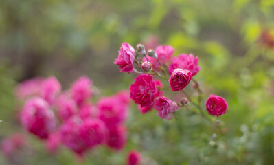 flower in the garden, roses are beautiful with a beautiful sunny day