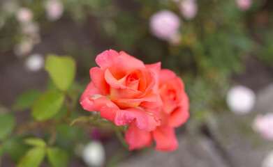 flower in the garden, roses are beautiful with a beautiful sunny day