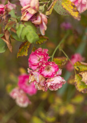 flower in the garden, roses are beautiful with a beautiful sunny day