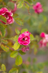 flower in the garden, roses are beautiful with a beautiful sunny day