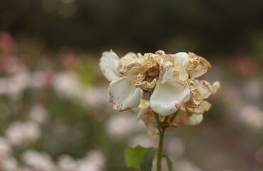 flower in the garden, roses are beautiful with a beautiful sunny day