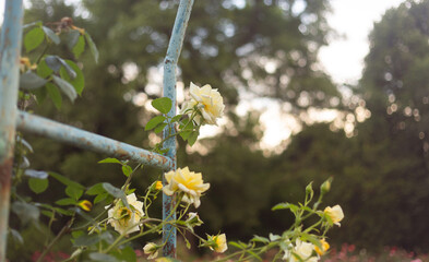 flower in the garden, roses are beautiful with a beautiful sunny day