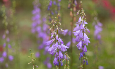 beautiful flowers in the garden