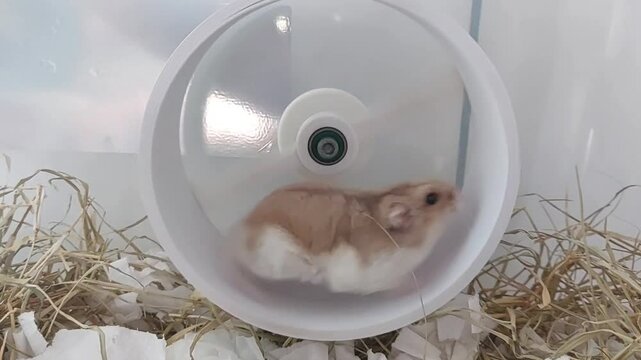 Dwarf hamster running on the wheel
