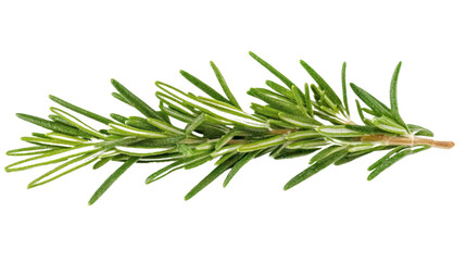 Fototapeta premium Fresh rosemary sprig, perfect for culinary uses, enhancing flavors in dishes, or as a fragrant garnish in cooking.