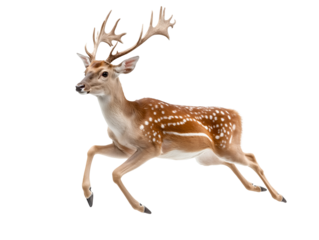 photo of a deer floating mid-air on isolated background
