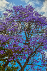 Palisanderholzbaum (Jacaranda mimosifolia) in Lissabon (Portugal)