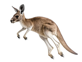 photo of a kangaroo floating mid-air on isolated background
