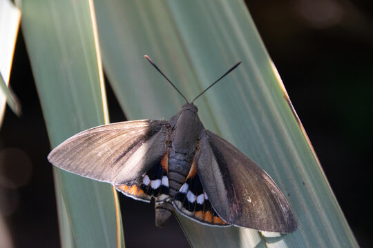 Paysandisia archon, Papillon du palmier, Castnide du palmier