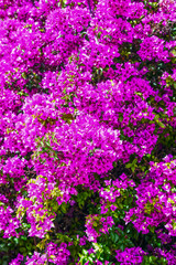 Bougainvillea Strauch 