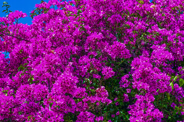 Obraz premium Bougainvillea Strauch 