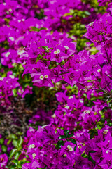 Obraz premium Bougainvillea Strauch 