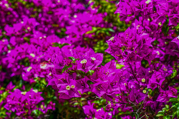 Obraz premium Bougainvillea Strauch 